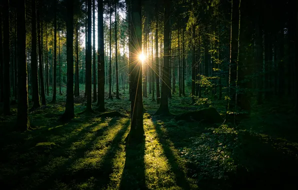 Forest, the sun, sunset, nature