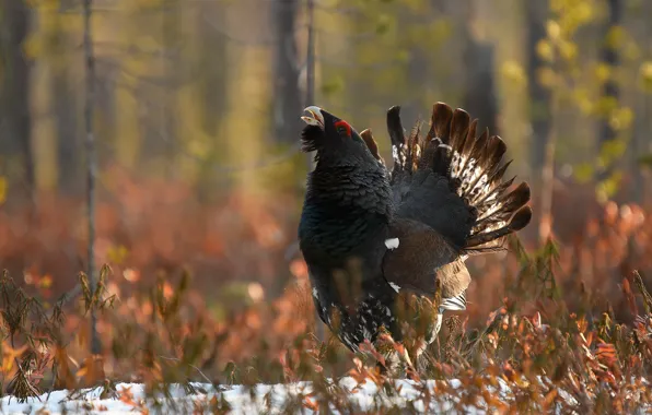 Picture winter, autumn, forest, snow, branches, bird, bokeh, late autumn