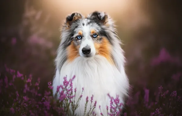 Look, dog, bokeh, Sheltie, Heather, Shetland Sheepdog