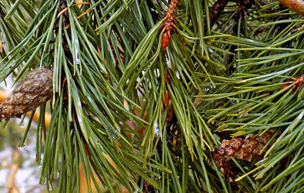 Picture greens, needles, needles, bumps