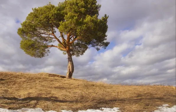 The sky, snow, spring, pine, clear, melts