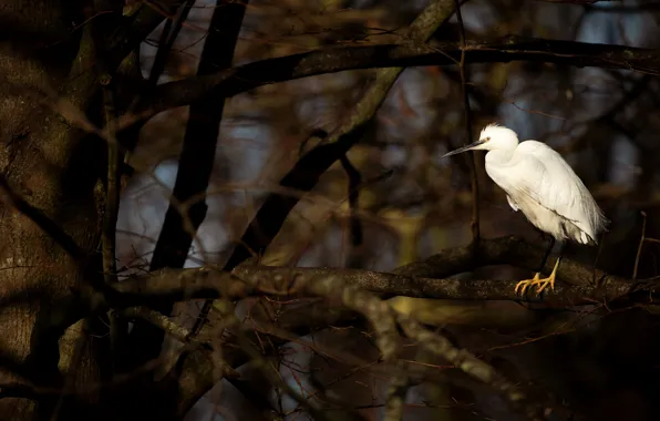 Branches, the dark background, tree, bird, white, Heron
