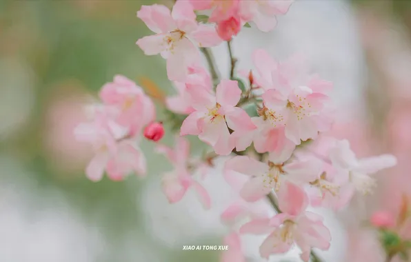 Tree, spring, Apple, flowering