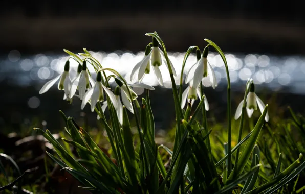 Picture flowers, spring, snowdrops, bokeh