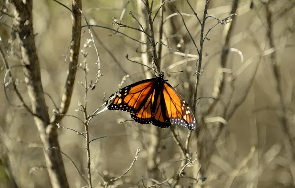 Macro, butterfly, insect, Monarch