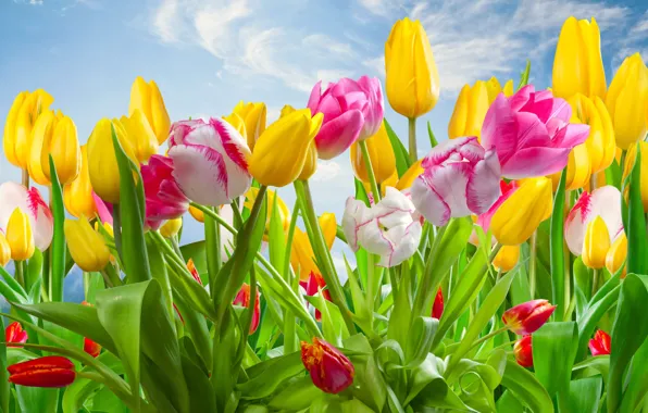 Wallpaper clouds, flowers, tulips, buds, flowering