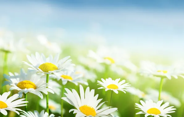 Picture the sky, grass, leaves, flowers, freshness, green, chamomile, beauty