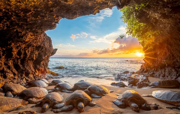 Sea, sunset, rocks, shore, cave, sea turtle, sea, the grotto