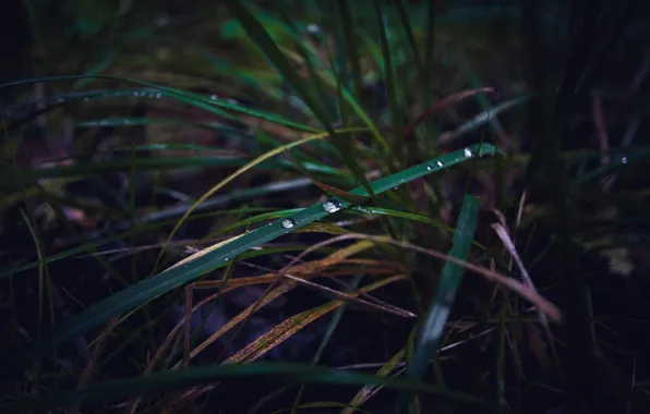 Autumn, grass, drops, macro, Russia, dobraatebe