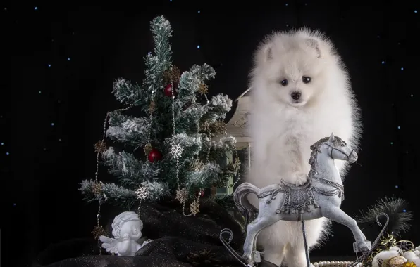 Picture white, horse, holiday, new year, spruce, angel, puppy, Spitz