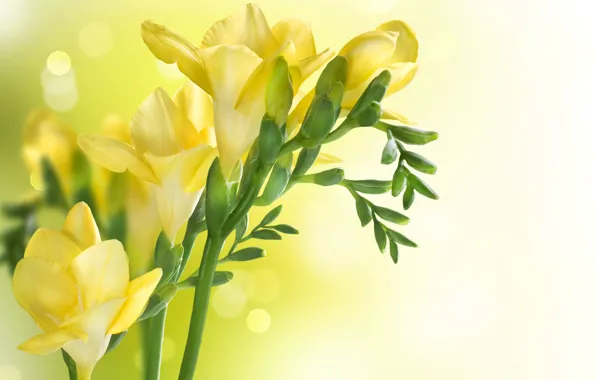 Picture yellow, spring, yellow, freesia, closeup, freesia