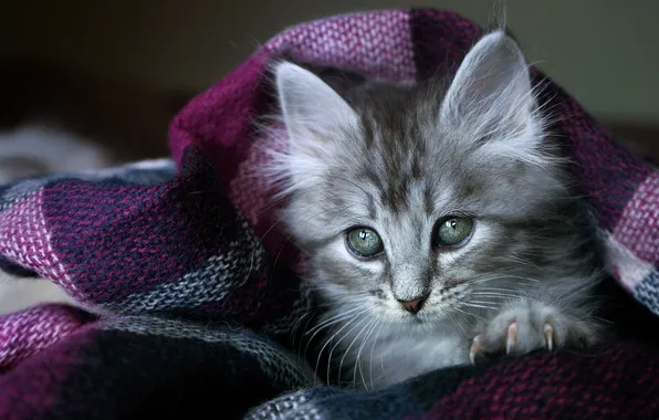 Cat, purple, look, pose, kitty, grey, portrait, scarf