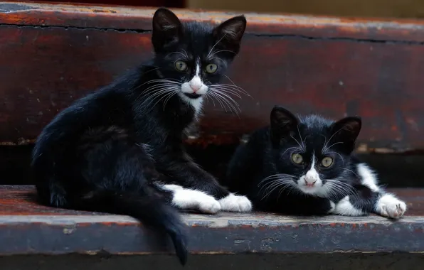 Kittens, a couple, twins