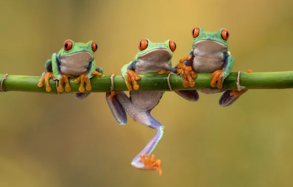 Picture background, bamboo, frogs, trio, Trinity, tree frog, Red-eyed tree frog