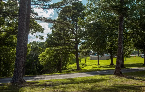 Picture forest, summer, light, trees, branches, nature, Park, track