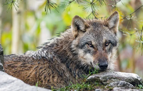 Nature, face, animal, wolf, wildlife, head, fur, mammal
