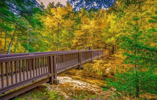 Picture Bridge, Autumn, Trees