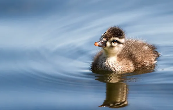 Water, reflection, bird, duck, duck, chick, pond, duck