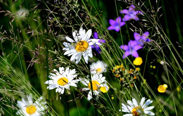 Picture summer, Daisy, wildflowers, summer mood