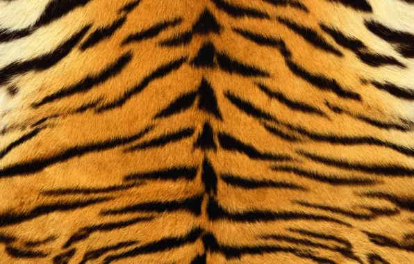 Picture strips, tiger, skin, fur, striped