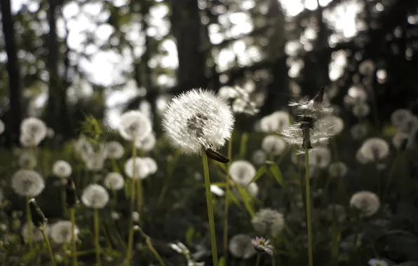 Grass, dandelion, beetle