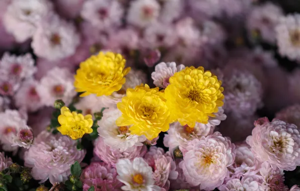Flowers, Bush, blur, yellow, pink, chrysanthemum, a lot, bokeh