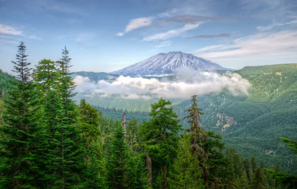 Picture USA, forests, Washington, Mountains, nature.