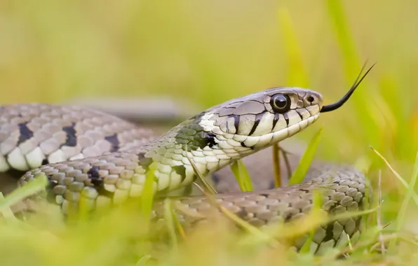 Picture nature, background, snake