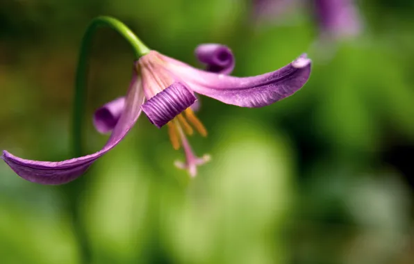 Picture flower, background, blur