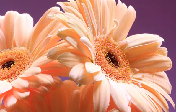 Picture macro, petals, gerbera