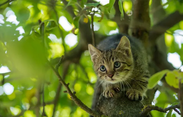 Cat, Wool, Kit Kitten