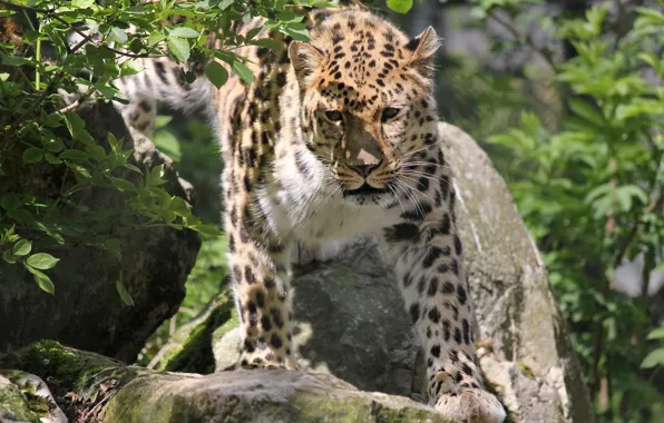 Mustache, face, stones, leopard, leopard, shrub, far East, panthera pardus orientalis