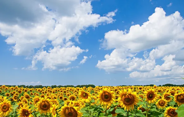 Field, summer, the sky, clouds, sunflowers, flowers, nature, blue