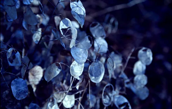 Leaves, blur, blue