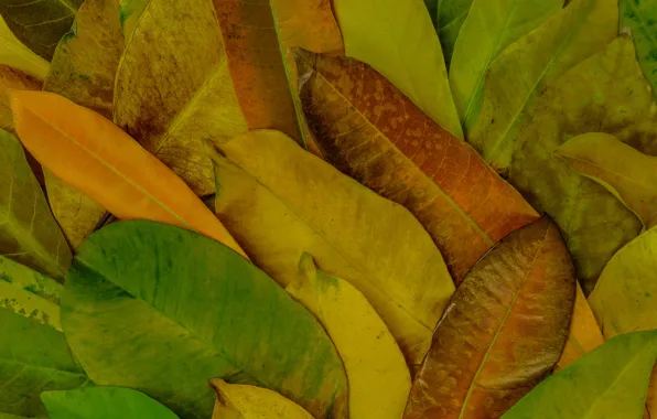 Autumn, leaves, background, colorful, texture, background, autumn, leaves