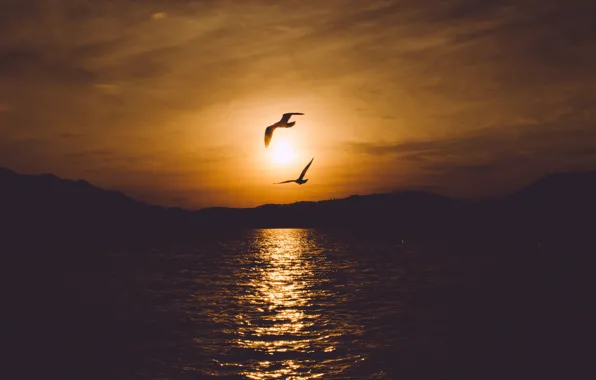 Sea, the sky, water, landscape, sunset, birds