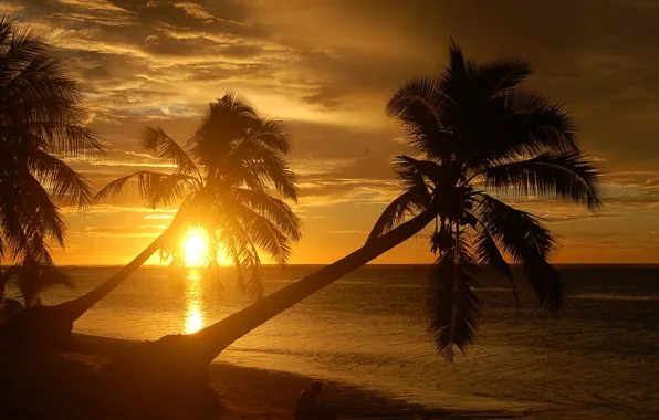 Picture nature, palm trees, BEACH