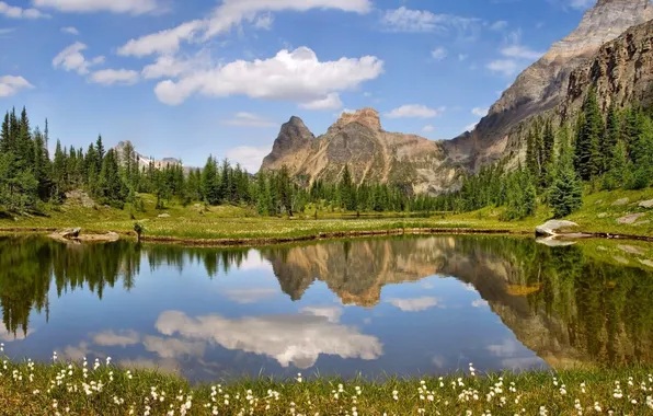 Picture forest, the sky, grass, clouds, trees, landscape, flowers, mountains