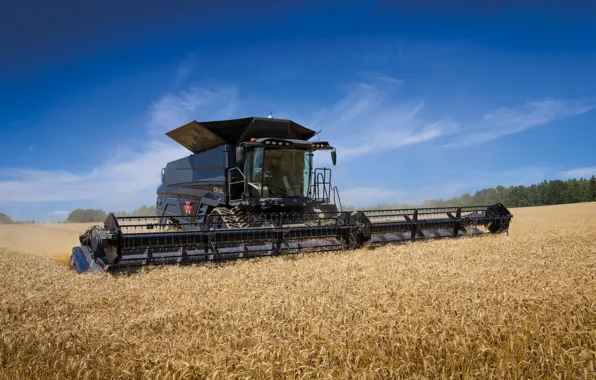 Field, Wheat, 2018, Massey Ferguson, Harvester, Massey Ferguson Ideal 9T