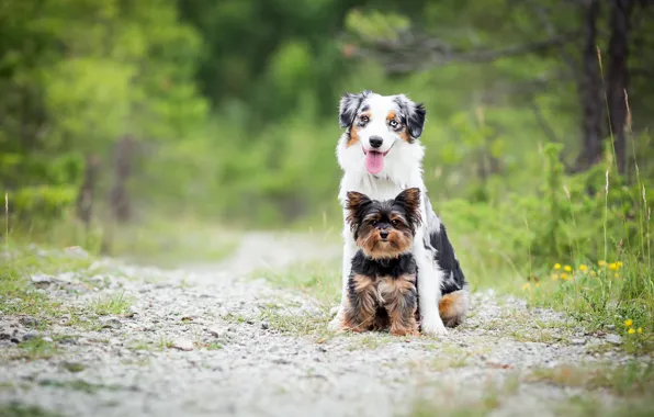 Dogs, summer, pose, two, Duo, friends