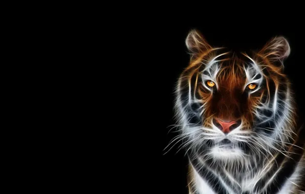 Face, tiger, Wallpaper, black background