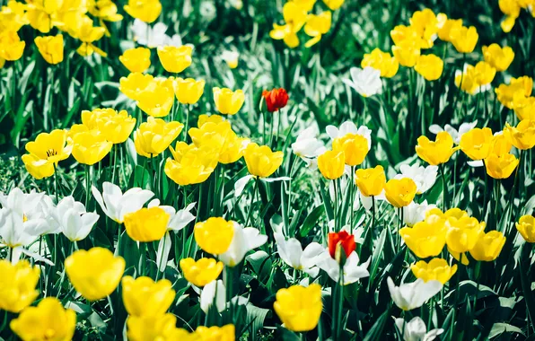 Picture flowers, photographer, tulips, photography, photographer, Björn Wunderlich