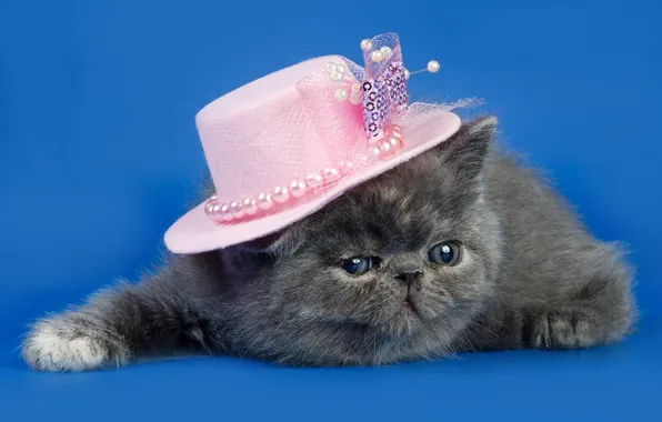Cat, background, hat