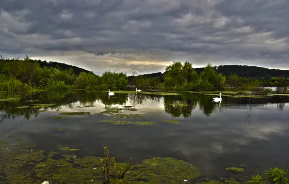 The sky, clouds, lake, pond, swans, geese, gloomy, pitici