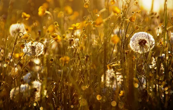 Picture light, nature, grass, dandelions