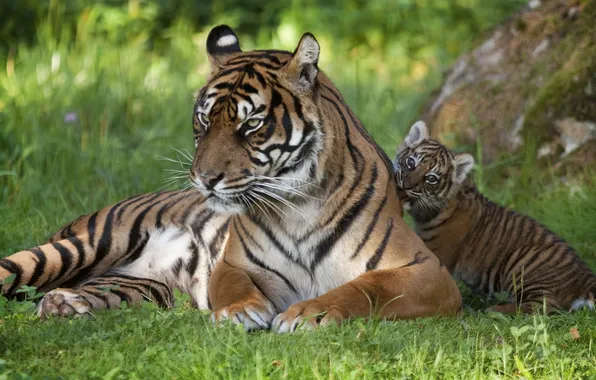 Grass, cats, baby, family, tigers, tiger
