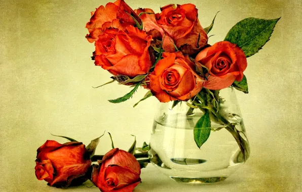 Picture leaves, water, flowers, plant, roses, bouquet, red, vase