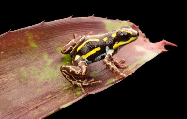 Frog, reptile, dark frog