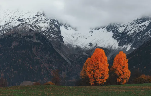 Field, autumn, forest, snow, trees, mountains, the slopes, tops