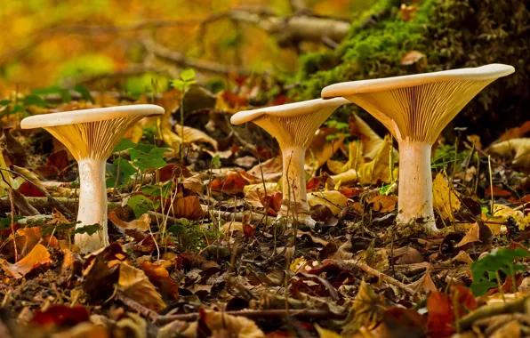Autumn, forest, foliage, mushrooms